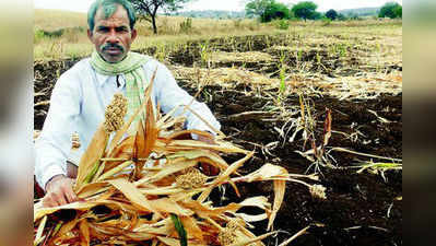 ಬಿಳಿ ಜೋಳ ಕಪ್ಪಾಗುವ ಭೀತಿ