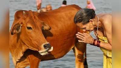 গোরুর মাংস নিষিদ্ধ করল মহারাষ্ট্র