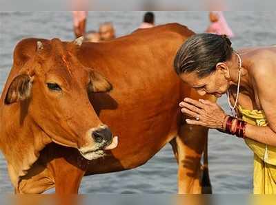 গোরুর মাংস নিষিদ্ধ করল মহারাষ্ট্র