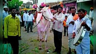 ಈ ಹೋರಿ ಬೆಲೆ 2.30 ಲಕ್ಷ