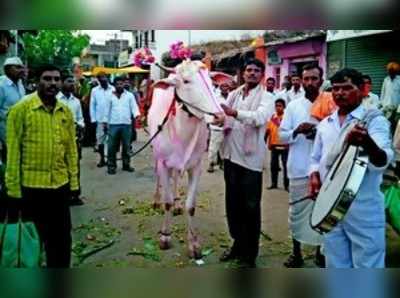 ಈ ಹೋರಿ ಬೆಲೆ 2.30 ಲಕ್ಷ