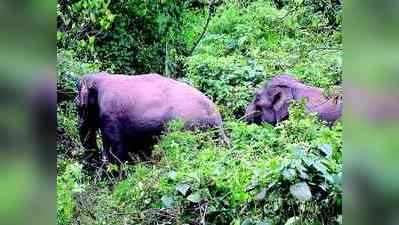 ಬೇಸಿಗೆಗೆ ಮುನ್ನವೇ ಕಾಡಾನೆಗಳ ಸದ್ದು