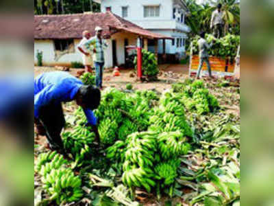 ಬಾಳೆಕಾಯಿ ಬೆಲೆ ದಿಢೀರ್ ಕುಸಿತ