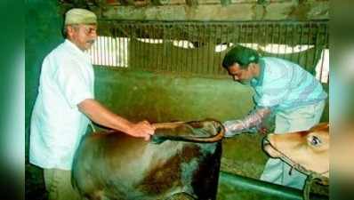 ಗರ್ಭಧರಿಸಿದ ನಾಲ್ಕು ತಿಂಗಳ ಕರು