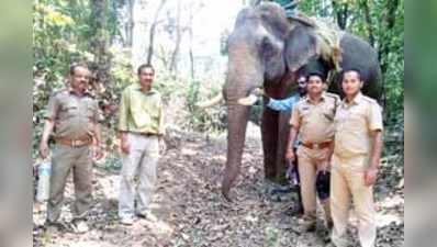 ‘ಆಪರೇಷನ್ ಕಾಡಾನೆ’ ಯಶಸ್ವಿ