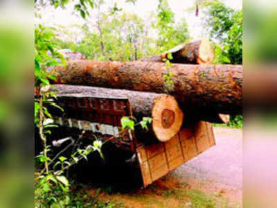 ಮಿತಿ ಮೀರಿದ ಮಾಮರಗಳ ಕಡಿತಲೆ