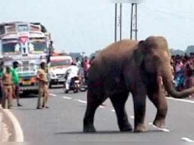 গুলি করে হাতি মারল বিজিবি