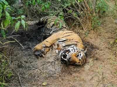 গাড়ির ধাক্কায় পিষে গেল অভয়ারণ্যের বাঘ