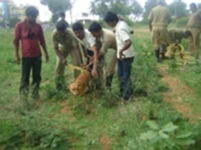 ಪಾಳುಬಾವಿಗೆ ಬಿದ್ದ ಬೀದಿನಾಯಿ ರಕ್ಷಣೆ