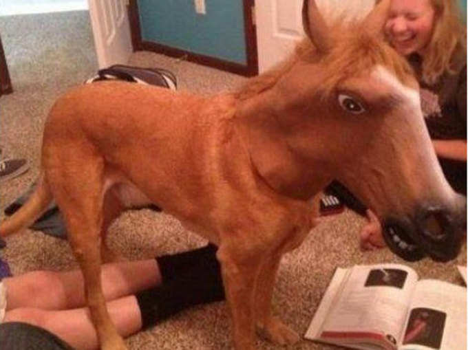 अजीब घोड़ा