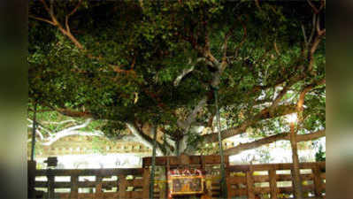भारत, चीन को देगा पवित्र बोधि वृक्ष का पौधा