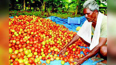 ಟೊಮೇಟೊ ಬೆಲೆ ಏರಿಕೆ: ರೈತರಲ್ಲಿ ಸಂತಸ