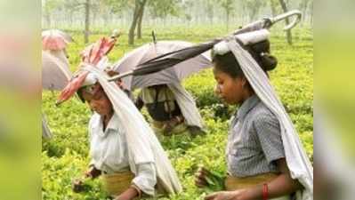 চা বাগানের জন্য বিশেষ তহবিল রাজ্যের, উঠছে প্রশ্ন