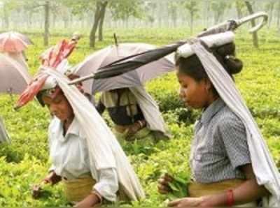 চা বাগানের জন্য বিশেষ তহবিল রাজ্যের, উঠছে প্রশ্ন