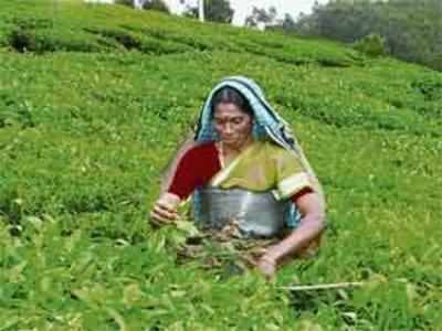 കേരളത്തിലെ തേയില  കര്‍ഷകര്‍ക്ക്  മോശം കാലം