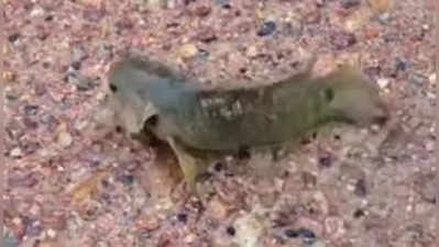 OMG: চলন্ত সুপার FISH-এর রাক্ষুসে খিদেয় বিপন্ন বন্যপ্রাণ!