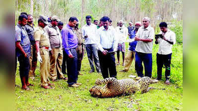 ಹಂದಿಯ ಕುಣಿಕೆಗೆ ಚಿರತೆ ಬಿದ್ದಿತೆ?: ಶಂಕೆ