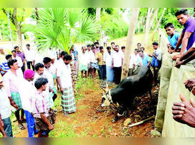 ಚಾ.ನಗರದಲ್ಲಿ  ‘ಗೂಳಿ’ ಜಗಳ !