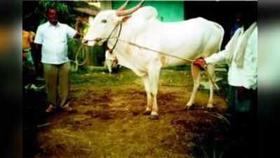 ರೇಸ್ ಎತ್ತುಗಳಿಗಿಲ್ಲ  ಡಿಮ್ಯಾಂಡ್