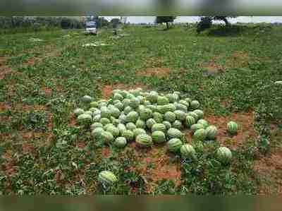 ಕಳಪೆ ಬೀಜ: ನೆಲಕಚ್ಚಿದ ಕಲ್ಲಂಗಡಿ