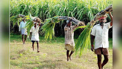 ವಿಕ ವಿಶೇಷ: ಬಳಲಿದ ಬೆಳೆಗಾರ