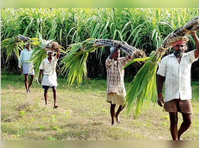 ವಿಕ ವಿಶೇಷ: ಬಳಲಿದ ಬೆಳೆಗಾರ