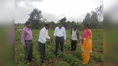 ಆಲೂರು ತಾಲೂಕಲ್ಲಿ ಶೇ.45 ಬೆಳೆ ನಷ್ಟ