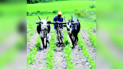 ಚಿಕ್ಕಮಗಳೂರು: ಚುರುಕುಗೊಂಡ ಕೃಷಿ ಚಟುವಟಿಕೆ