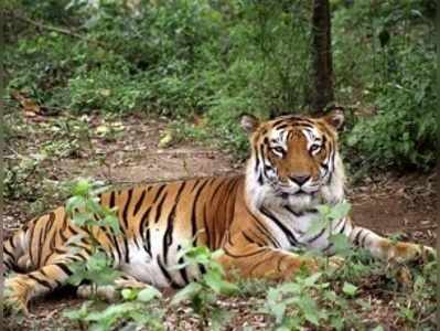 অভয়ারণ্যের রক্ষাকবচ কাড়ছে কেন্দ্র