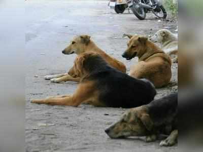 അപകടകാരികളായ  നായ്ക്കളെ കൊല്ലാം