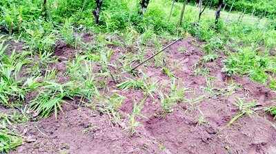 ಕಾಡಾನೆ ಉಪಟಳಕ್ಕೆ ತತ್ತರಿಸಿದ ರೈತರು