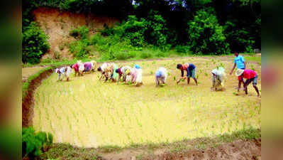 ಉತ್ತಮ ಮಳೆ: ನಾಟಿ ಕಾರ್ಯ ಚುರುಕು