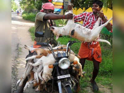 কুকুর মারার খবর ভুয়ো, চাপে পড়ে বলল কেরল