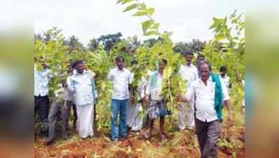 ದರ ಕುಸಿತ: ಹಿಪ್ಪುನೇರಳೆ ಕಿತ್ತು ಆಕ್ರೋಶ