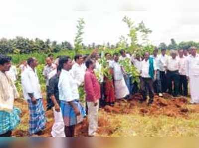 ರೇಷ್ಮೆ ಬೆಲೆ ಕುಸಿತ: ಬೇಸತ್ತ ರೈತರಿಂದ ಹಿಪ್ಪುನೇರಳೆ ನಾಶ