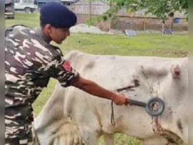 গোরুর পেটে ধাতব শব্দে ধন্দ