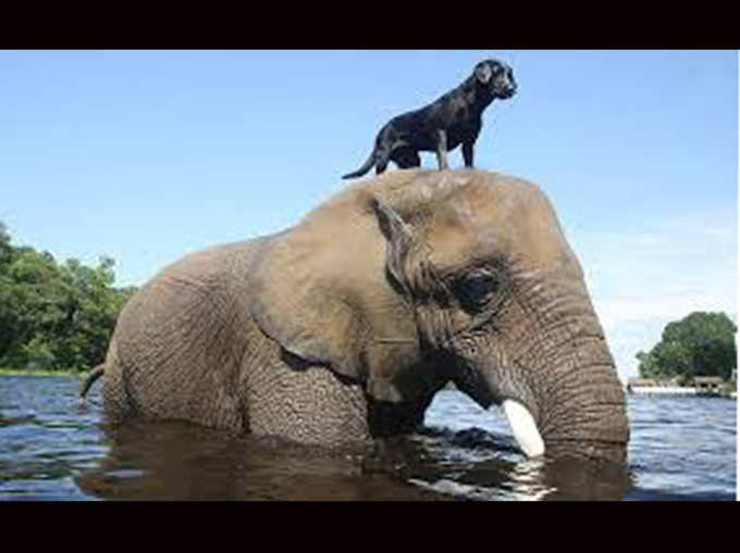 हाथी और कुत्ता