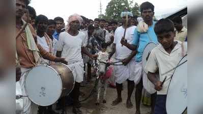 ಪಾಡುಪಲ್ಲಿ ಗ್ರಾಮದಲ್ಲಿ ಕತ್ತೆಗಳ ಮದುವೆ !