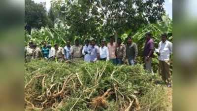 ಜಮೀನಿನಲ್ಲಿ ಬೆಳೆದಿದ್ದ ಗಾಂಜಾ ಗಿಡ ವಶ: ಆರೋಪಿ ಬಂಧನ