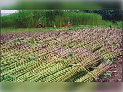 পাট শিল্পের পুনরিজ্জীবনে রাজ্যে ৩টি জুট সেন্টার গড়বে কেন্দ্র