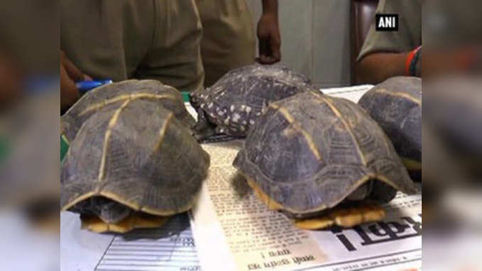 Railway officials seize 90 star turtles in UP