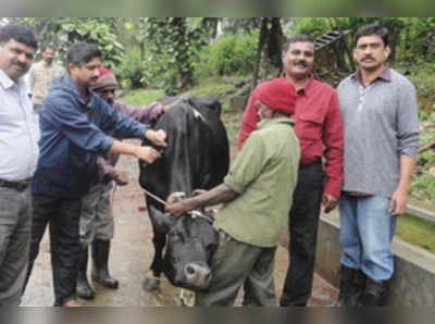 ಕಾಲುಬಾಯಿ ಜ್ವರ: ಲಸಿಕೆ ಕಾರ್ಯಕ್ಕೆ ಚಾಲನೆ