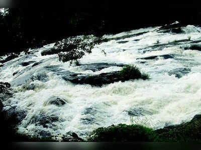 ವಝಾಚಲ್ ಎಂಬ ವನ್ಯಸಿರಿ