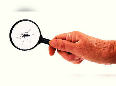 डेंगूः बचाव और इलाज की हर जानकारी