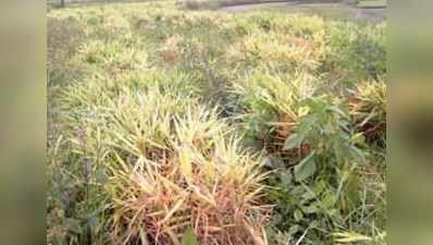 ಶುಂಠಿ ಬೆಳೆಗೆ ವಕ್ಕರಿಸಿದ ಕೊಳೆ ರೋಗ