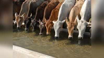 देसी गायों की हत्या पर केंद्र को नोटिस