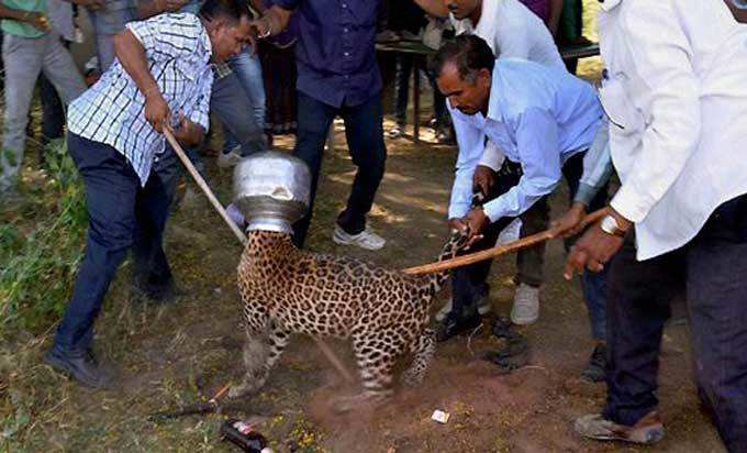 Leopard in Rajasthan