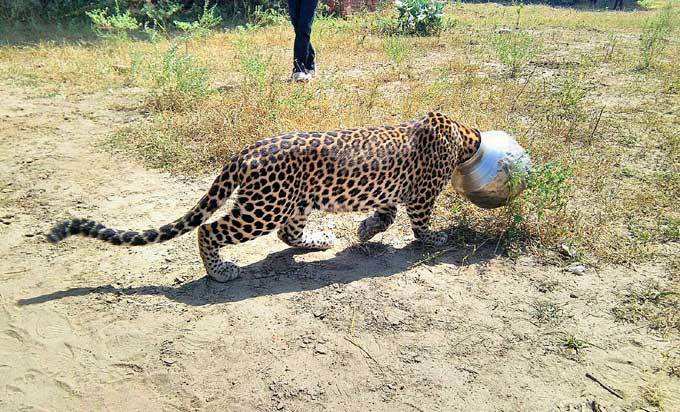 Leopard in Rajasthan