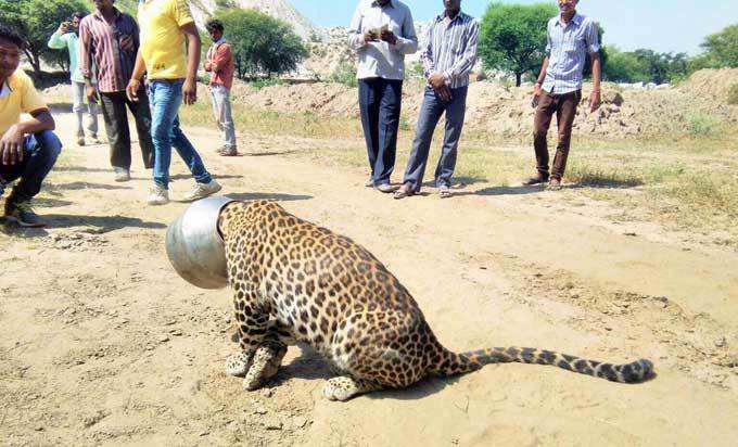 Leopard in Rajasthan