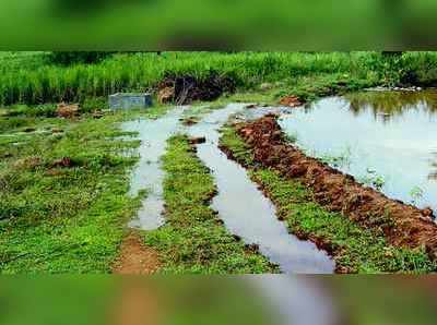 ತುಂಬಿ ಹರಿದ ನಾಲೆ ಗದ್ದೆಹೊಲ ಜಲಾವೃತ